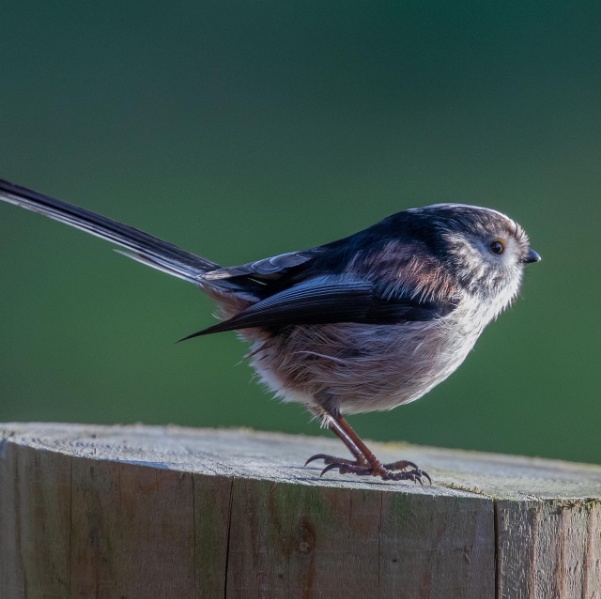 All about the Long-tailed tit - GardenBird